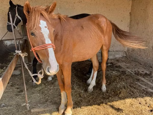Mare, Horses — Kazakhstan