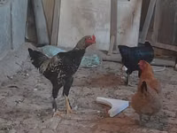 Chickens — foto 2