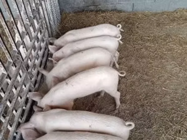 Sow,  — Hungary