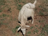 عنزة, الماعز — الصورة 4