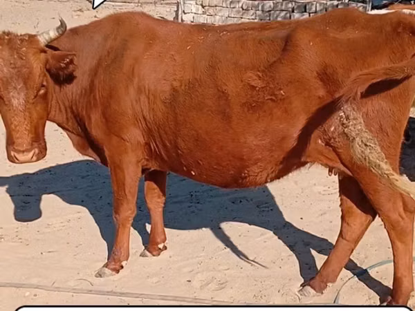 Կով, Latvian Blue cattle