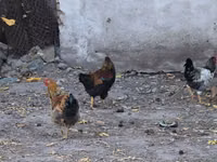 Chickens — photo 1