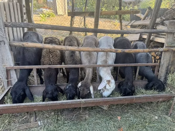 میش, Edilbay sheep — قرقیزستان