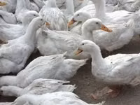Geese — photo 1