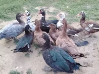 Ducks — zdjęcie 1