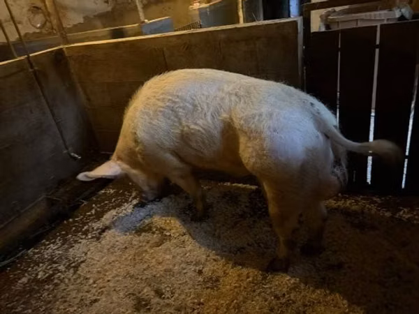 Boar,  — Hungary