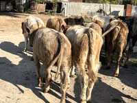 วัวตัวผู้, Swiss cattle — รูปภาพ 3