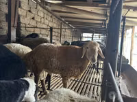 Kambing jantan, Sheep — foto 1