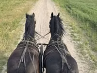 Horse (M), Friesian — photo 5
