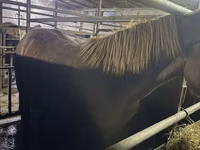 Horse (M), Horses — photo 3
