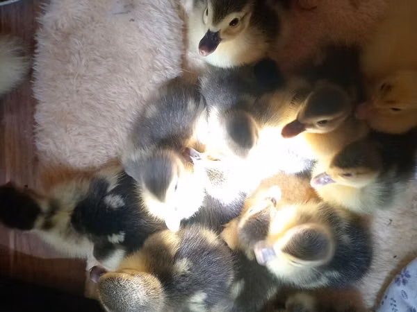 Ducks — جمهوری آذربایجان