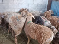Biri-biri betina, Arashan sheep — foto 4