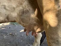 母牛, Holstein breed — 照片 8