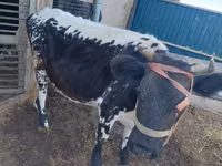 Cow, Latvian Blue cattle — photo 6