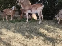 แพะตัวเมีย, Nubian Goat — รูปภาพ 3