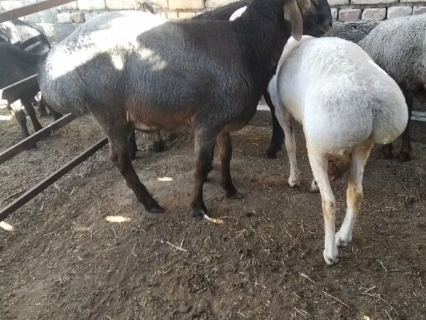 Баран, Бараны