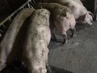Porci de casa — foto 2