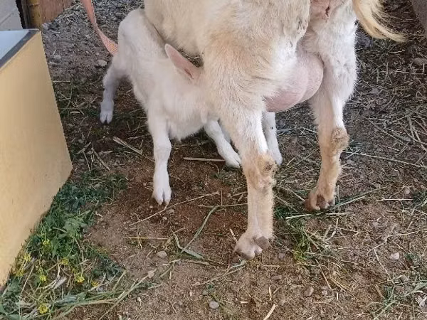 Goat, Saanen goat