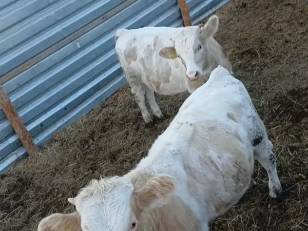 Toro, Simmental cattle — Kazakistan