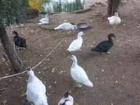 Chickens — foto 5