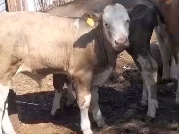 Vacă, Simmental cattle — Kazahstan