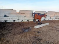 Mare, Horses — photo 4