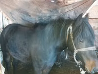 Kuda betina, Kazakh horse — foto 4