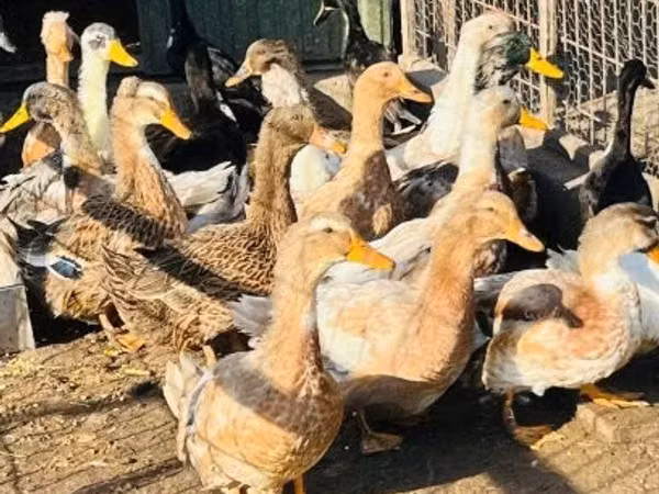 Ducks — Ungarn