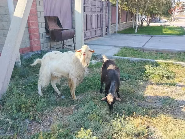 암염소, Saanen goat — 카자흐스탄