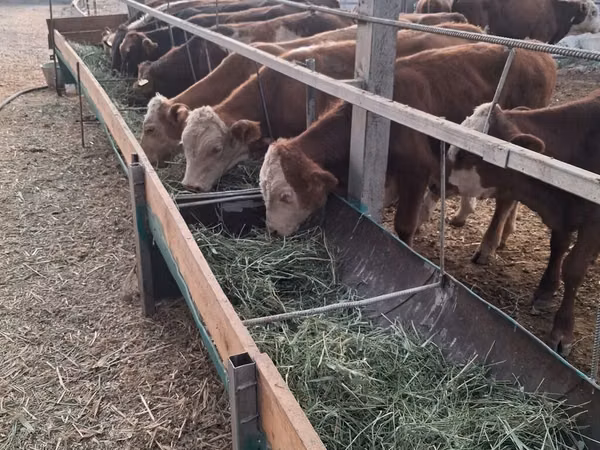Bull, Hereford — Kyrgyzstan