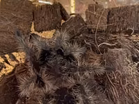 Məhsul: Seçmə tarantula balaları (sling) Növlər: - Brachypelma vagans — 照片 5