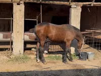 Horse (M), Horses — photo 1