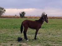 Horse (M), Horses — photo 1