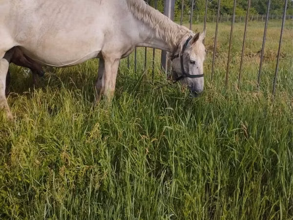 Mare, Horses — Kazakhstan