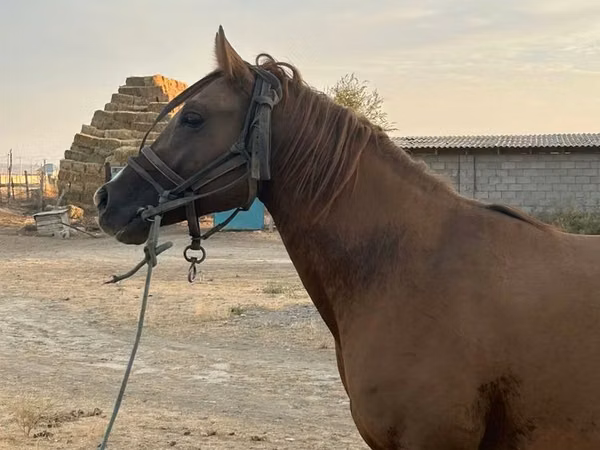 Mare, Arabian horse — Kazakhstan