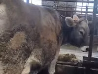 Krava, Swiss cattle — foto 2