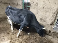 گاو ماده, آبرادین-آنگوس — عکس 5