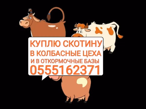 Bull, Cattle — Kyrgyzstan