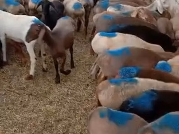 Montone, Rhon sheep