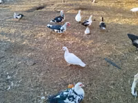Ducks — Foto 6
