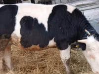 Bull, Belgian Blue — photo 3