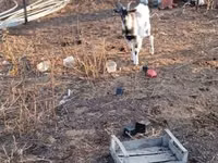 Billy Goat, Goats — photo 2