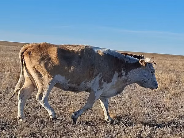 암소, Simmental cattle