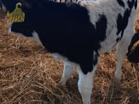 ثور, Russian Black pied cattle — الصورة 2