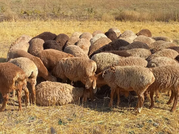 Sheep, Sheep — Kyrgyzstan
