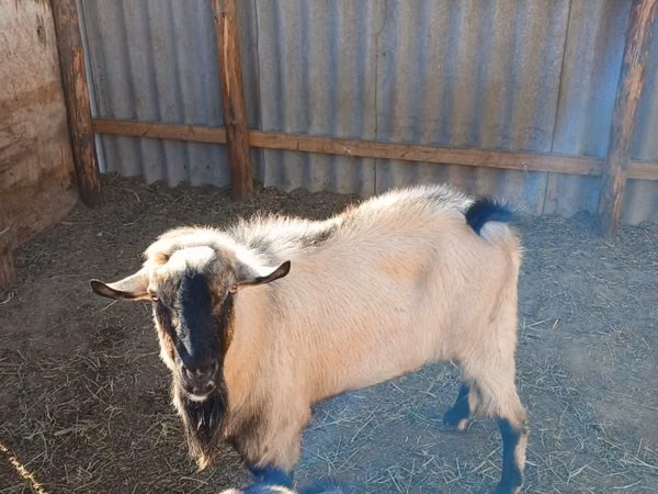 ஆண் வெள்ளாடு, Alpine goat — கஸகஸ்தான்