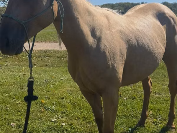 Mare, Quarter Horse — United States