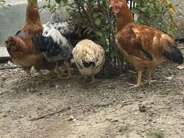 Chickens — جمهوری آذربایجان