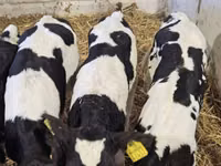 Bull, Holstein breed — photo 3