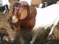Այծեր (խումբ, սեռը նշված չէ), Boer goat — լուսանկար 1